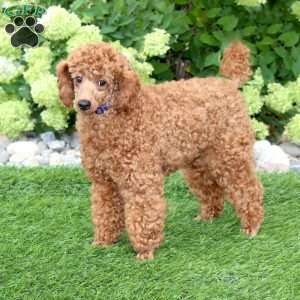 Zoomer, Toy Poodle Puppy
